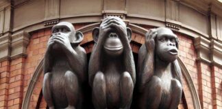 three monkeys