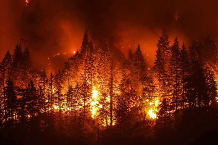 Forest engulfed in intense wildfire at night