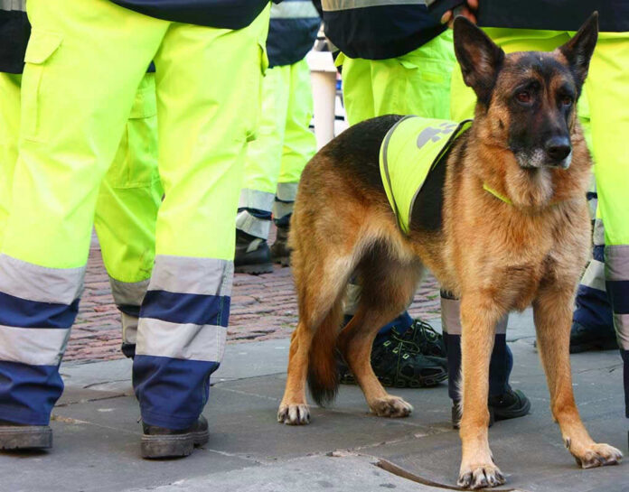 Service dog in vest among workers in high-vis gear.