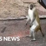 Monkeys on the loose in St. Louis, officials say they'll waive