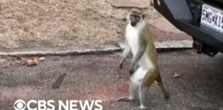 Monkeys on the loose in St. Louis, officials say they'll waive