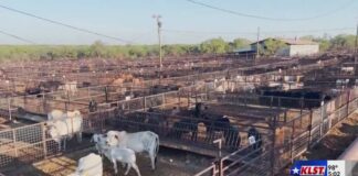 NWS detected in another Concho Valley county as US cases jump to 15