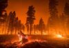 Paroled Killer Tied To Mega Wildfire? Wildfire burning through a pine forest at night