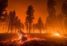 Wildfire burning through a pine forest at night