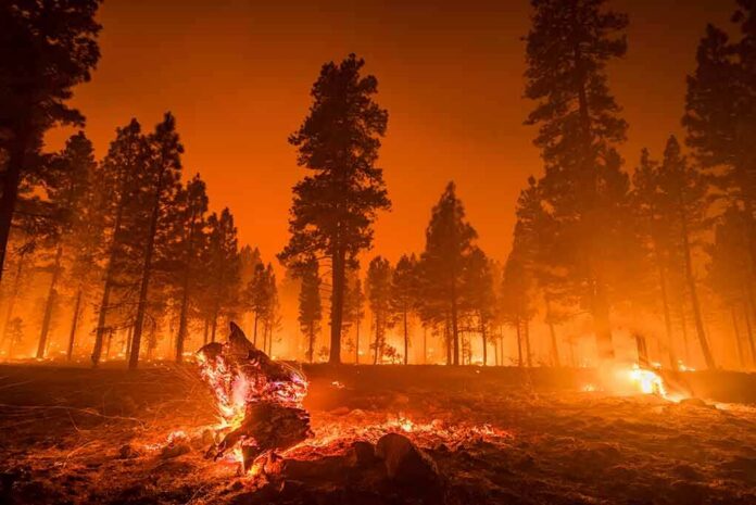 Wildfire burning through a pine forest at night