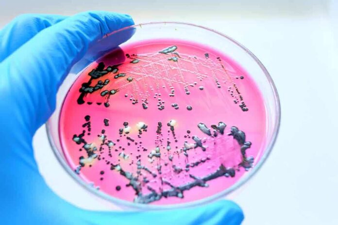 shutterstock_1734603470 Gloved hand holding petri dish with bacterial colonies on pink agar