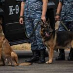 Police K-9 dogs with handlers in camouflage uniforms