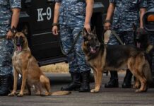 $6M Coke Load Stopped Cold by K-9 Police K-9 dogs with handlers in camouflage uniforms