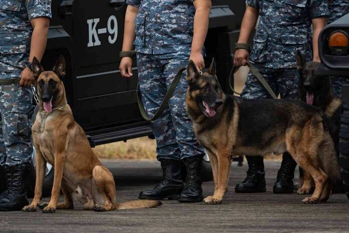 shutterstock_2412168955 Police K-9 dogs with handlers in camouflage uniforms