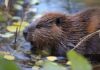 Rabid Beaver Attacks 13-Year-Old Boy’s Chest Beaver in shallow water among floating leaves