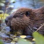 Rabid Beaver Attacks 13-Year-Old Boy’s Chest Beaver in shallow water among floating leaves