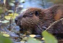 Rabid Beaver Attacks 13-Year-Old Boy’s Chest Beaver in shallow water among floating leaves