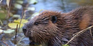 Beaver in shallow water among floating leaves