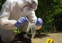 Mystery Strain? Another Rabid Raccoon Found Forensic technician collects bullet casing at outdoor crime scene